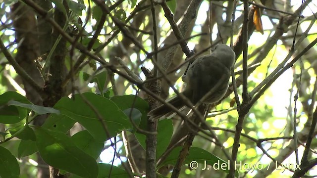 Mohoua Cabeciblanco - ML201458451