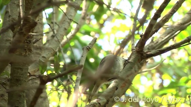 Mohoua Cabeciblanco - ML201458461