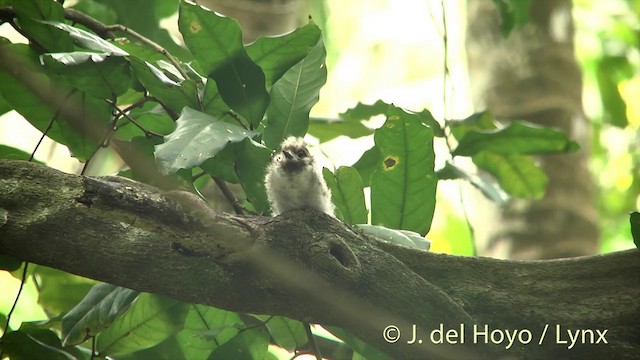 White Tern (Little) - ML201458821