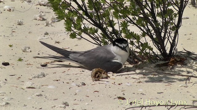 Gray-backed Tern - ML201458911