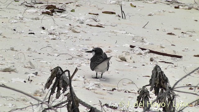 Gray-backed Tern - ML201458941