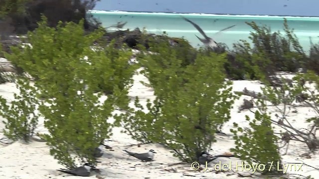 Gray-backed Tern - ML201458961