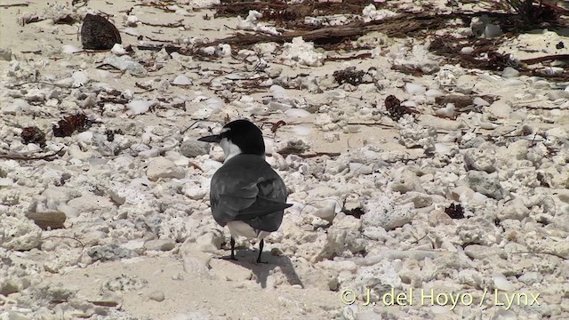 Gray-backed Tern - ML201458981