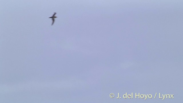 Henderson Petrel - ML201459011