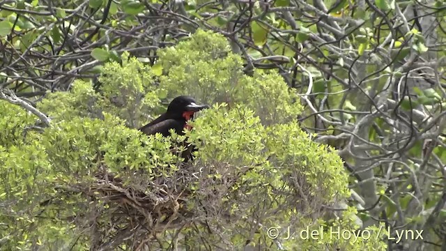 Bindenfregattvogel - ML201459021