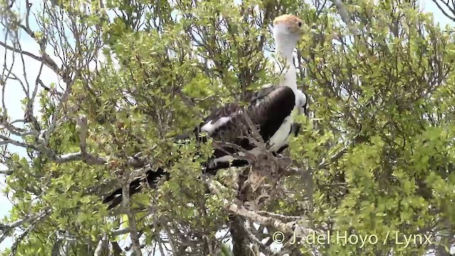 Great Frigatebird - ML201459031