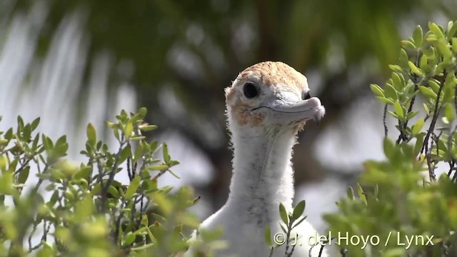 Rabihorcado Grande - ML201459041