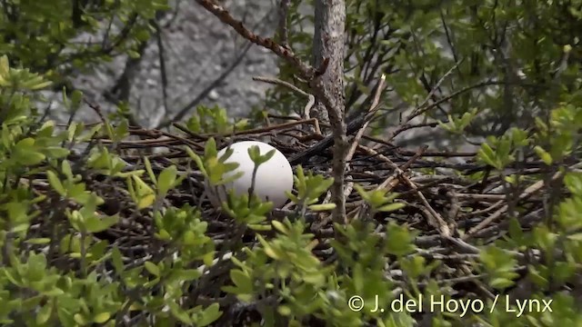 Great Frigatebird - ML201459051