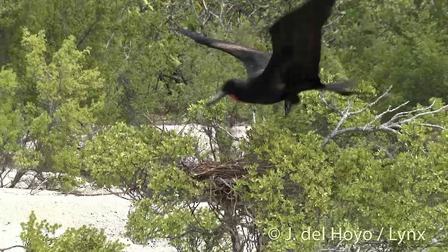 Great Frigatebird - ML201459061