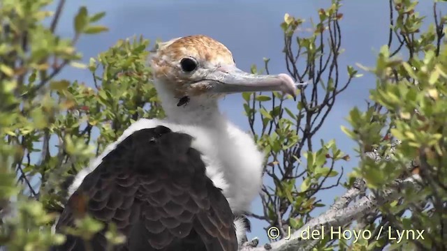 Great Frigatebird - ML201459071