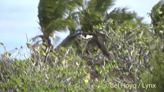 Great Frigatebird - ML201459081