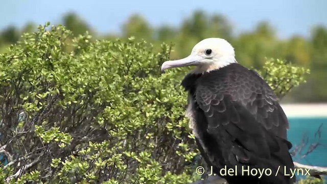 Great Frigatebird - ML201459091