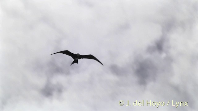 Rabihorcado Grande - ML201459101
