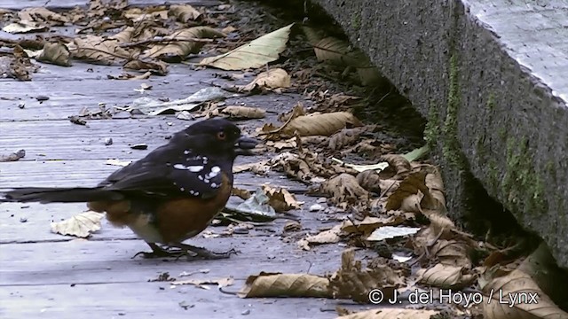 Spotted Towhee (oregonus Group) - ML201459111