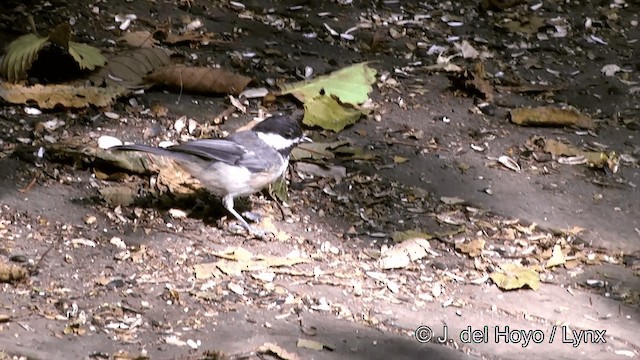 Black-capped Chickadee - ML201459121