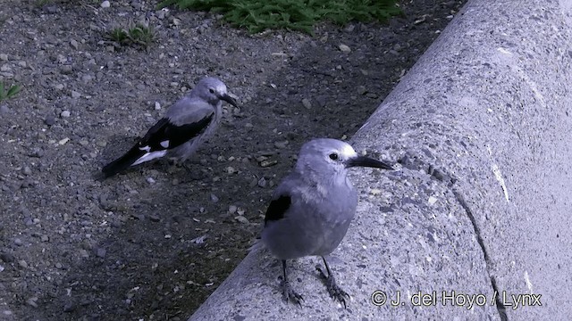 Clark's Nutcracker - ML201459171