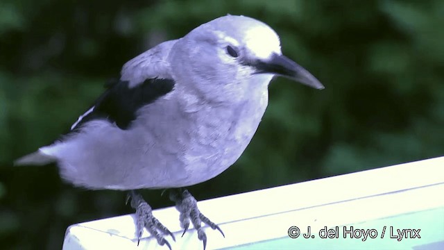 Clark's Nutcracker - ML201459181