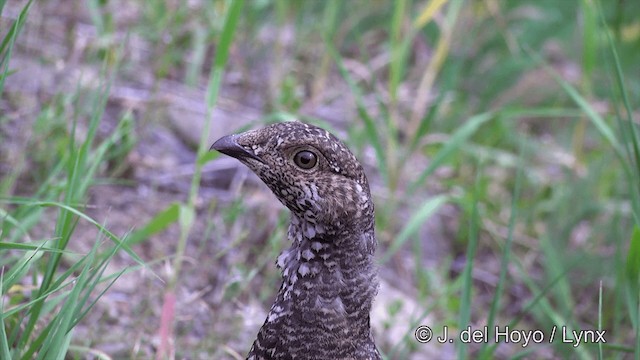 Sooty Grouse - ML201459211