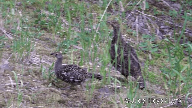 Sooty Grouse - ML201459221