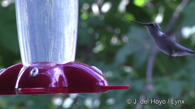 Black-chinned Hummingbird - ML201459301