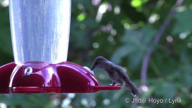 Black-chinned Hummingbird - ML201459311
