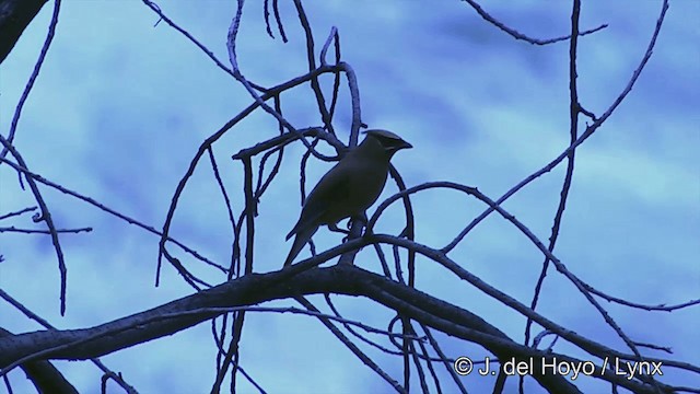 Cedar Waxwing - ML201459321