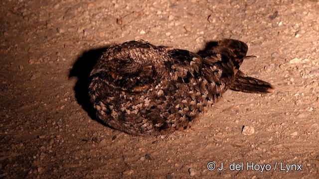 Common Poorwill - ML201459421