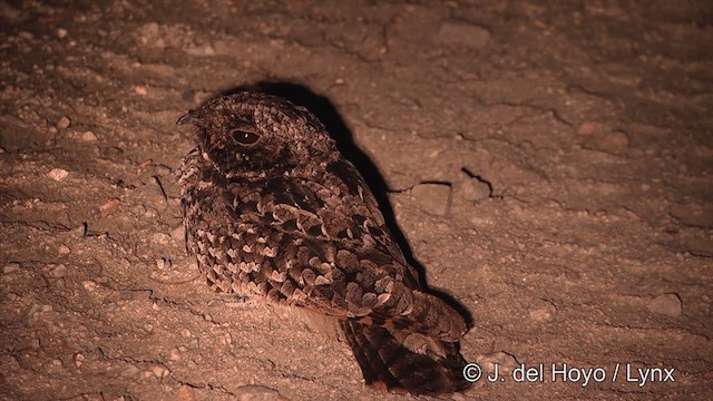 Common Poorwill - ML201459441