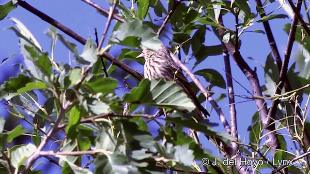 マツノキヒワ（pinus／macropterus） - ML201459461