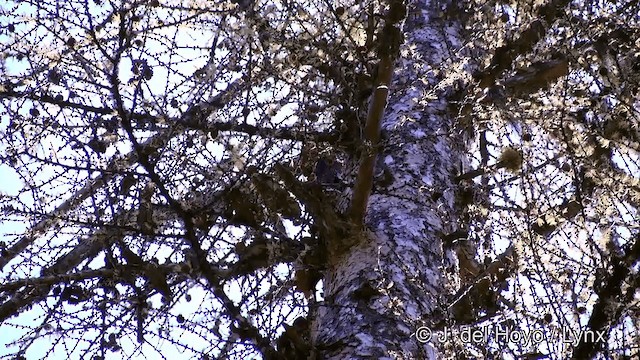 Black-backed Woodpecker - ML201459561