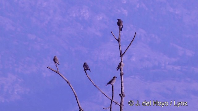 Western Bluebird - ML201459621