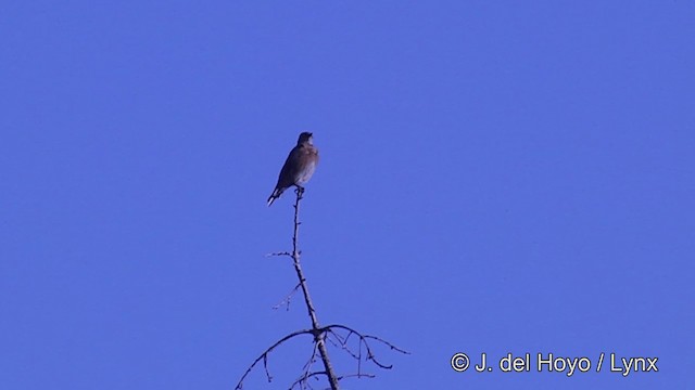 Western Bluebird - ML201459631