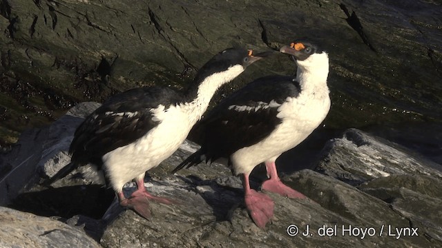 Cormorán de Georgia - ML201459671