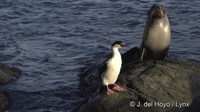 South Georgia Shag - ML201459681