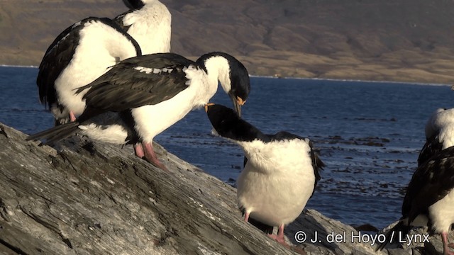 Cormoran géorgien - ML201459691