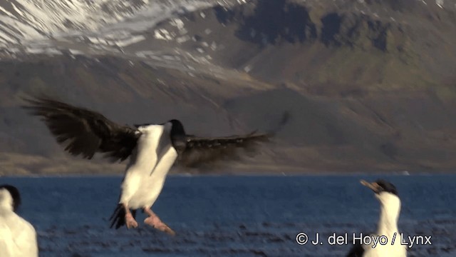 South Georgia Shag - ML201459701