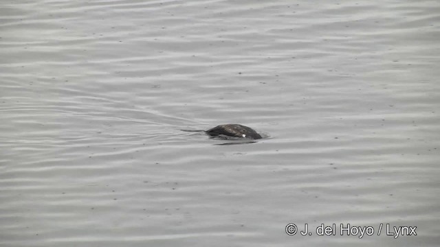 South Georgia Shag - ML201459711