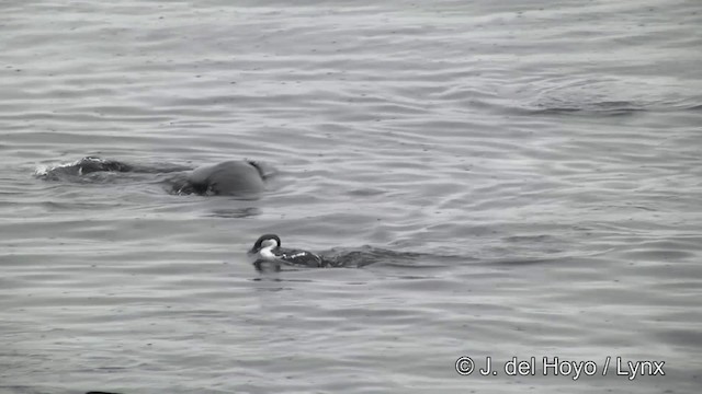 Cormoran géorgien - ML201459721