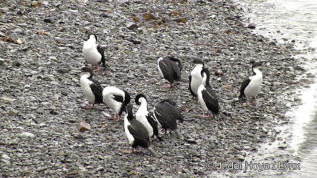 Cormoran géorgien - ML201459731