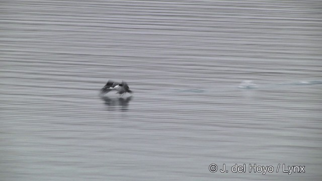 Cormorán de Georgia - ML201459741