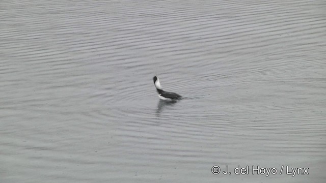 Cormoran géorgien - ML201459751