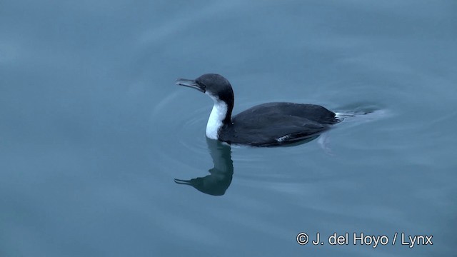 Cormoran géorgien - ML201459761