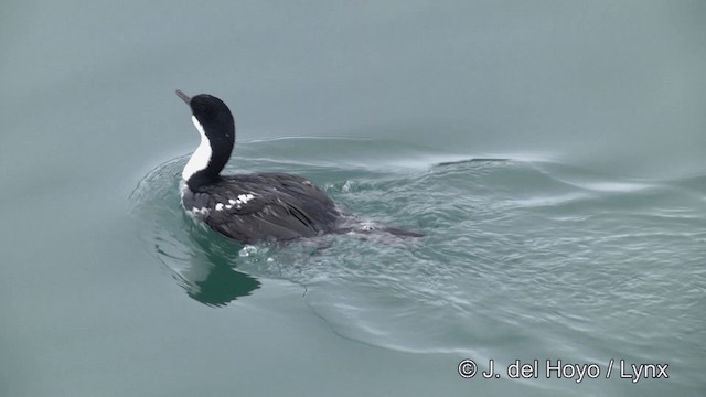 Cormorán de Georgia - ML201459771