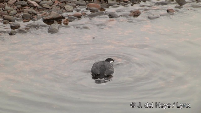 Cormorán de Georgia - ML201459781