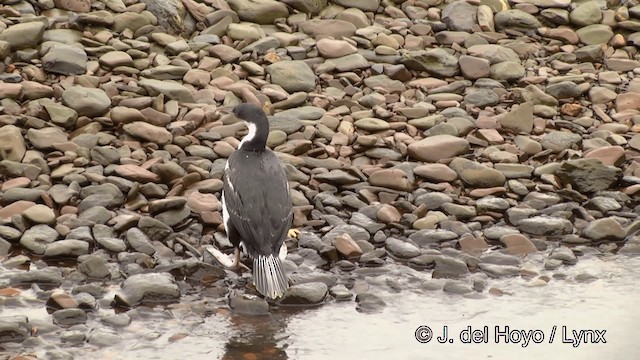 Cormorán de Georgia - ML201459791