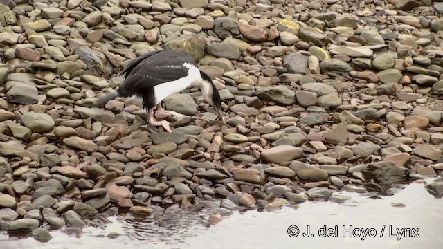 South Georgia Shag - ML201459801