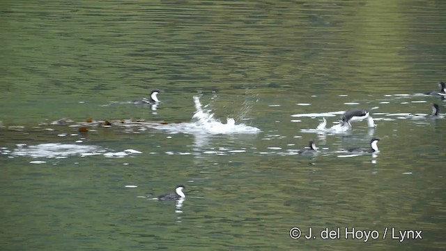 Cormoran géorgien - ML201459811