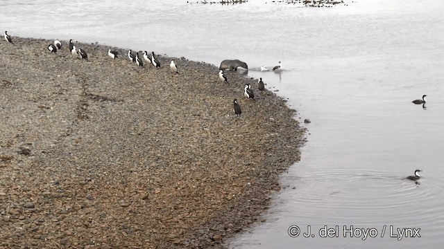 Cormoran géorgien - ML201459821