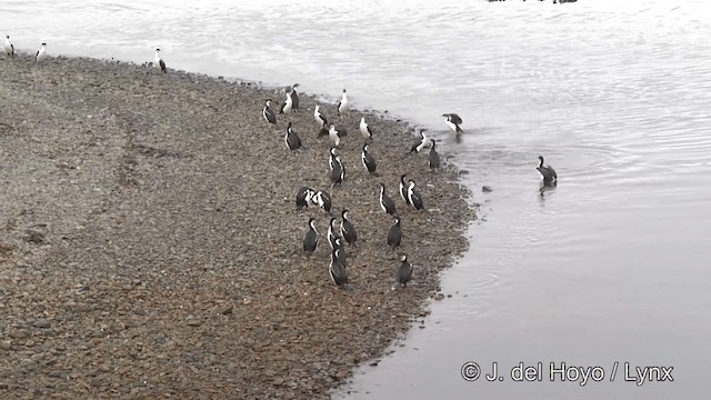 Cormorán de Georgia - ML201459831