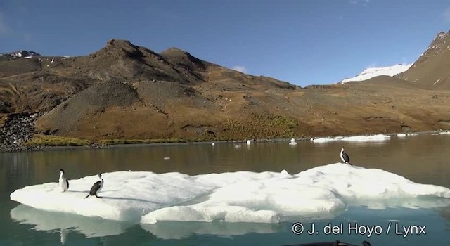 South Georgia Shag - ML201459851